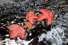 IMG_3451