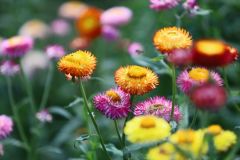 IMG_3666