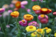 IMG_3669